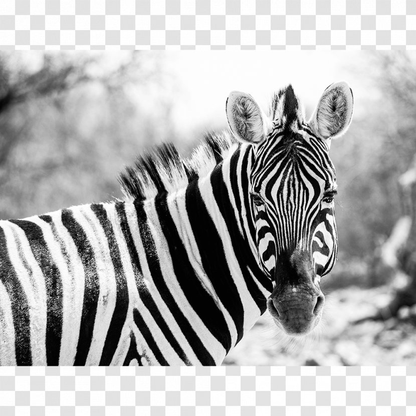 Quagga National Zoological Park Grévy's Zebra Wildebeest - Mammal Transparent PNG