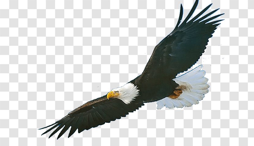Bald Eagle Bird Norcross Elementary School Golden - Hawk Transparent PNG
