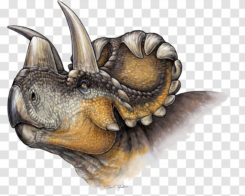 Wendiceratops Triceratops Ceratopsia Kosmoceratops Albertaceratops - Ceratopsidae - Dinosaur Transparent PNG
