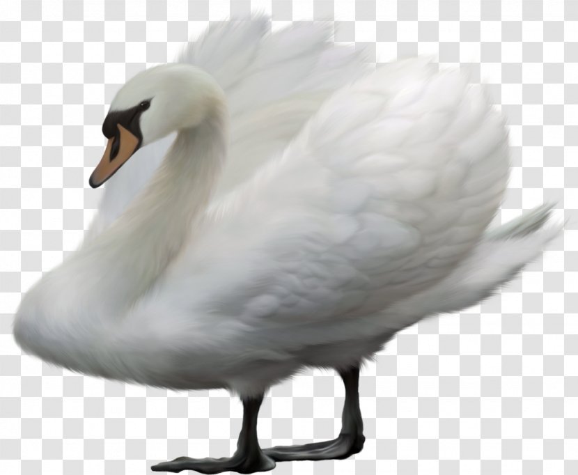 Duck Bird Mute Swan Heron - Aequornithes Transparent PNG