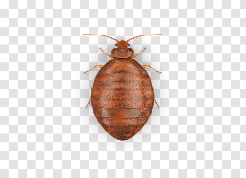 Insect Bed Bug Heteroptera Acari Pest - Tick Transparent PNG