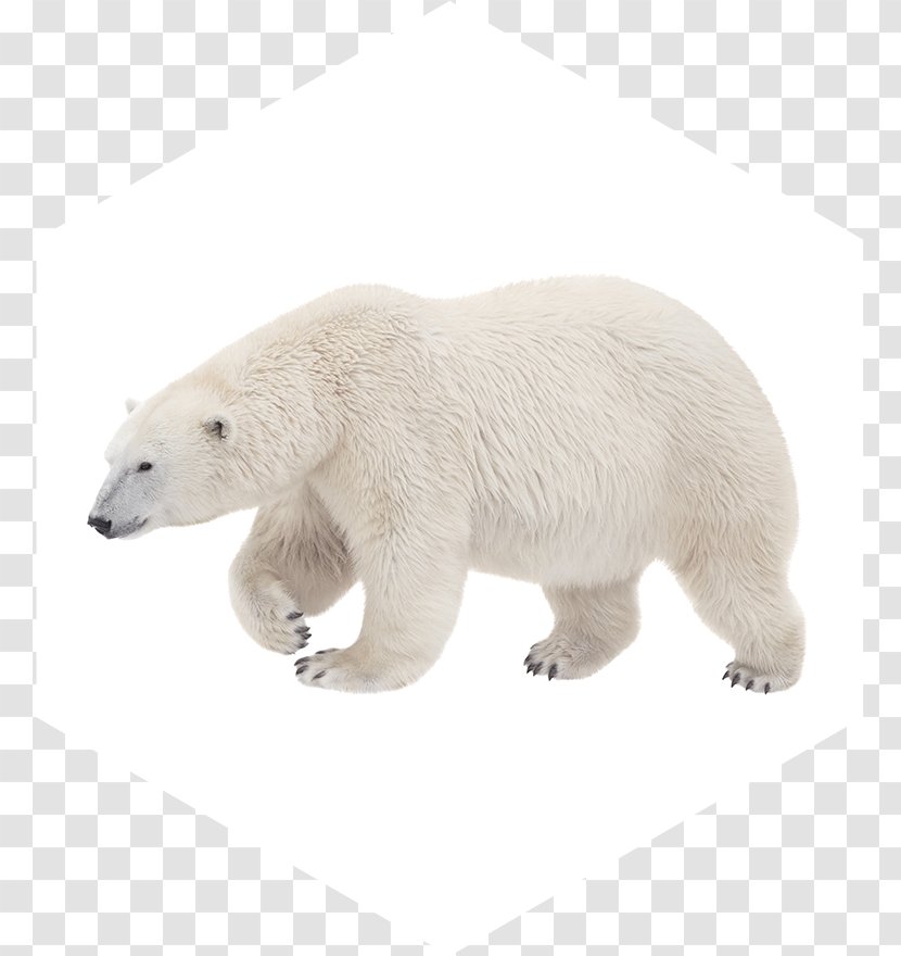 Polar Bear American Black Walrus Kodiak - Stock Photography Transparent PNG