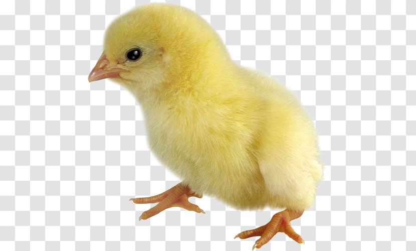 Duck Kifaranga Chicken Broiler - Poultry Transparent PNG