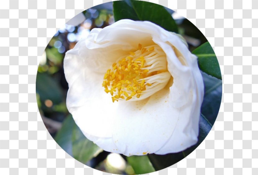 Japanese Camellia Sasanqua Tea Seed Oil Shrub Flower Transparent PNG