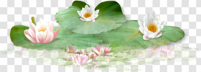 Nelumbo Nucifera Leaf Download - Beautiful Lotus Transparent PNG