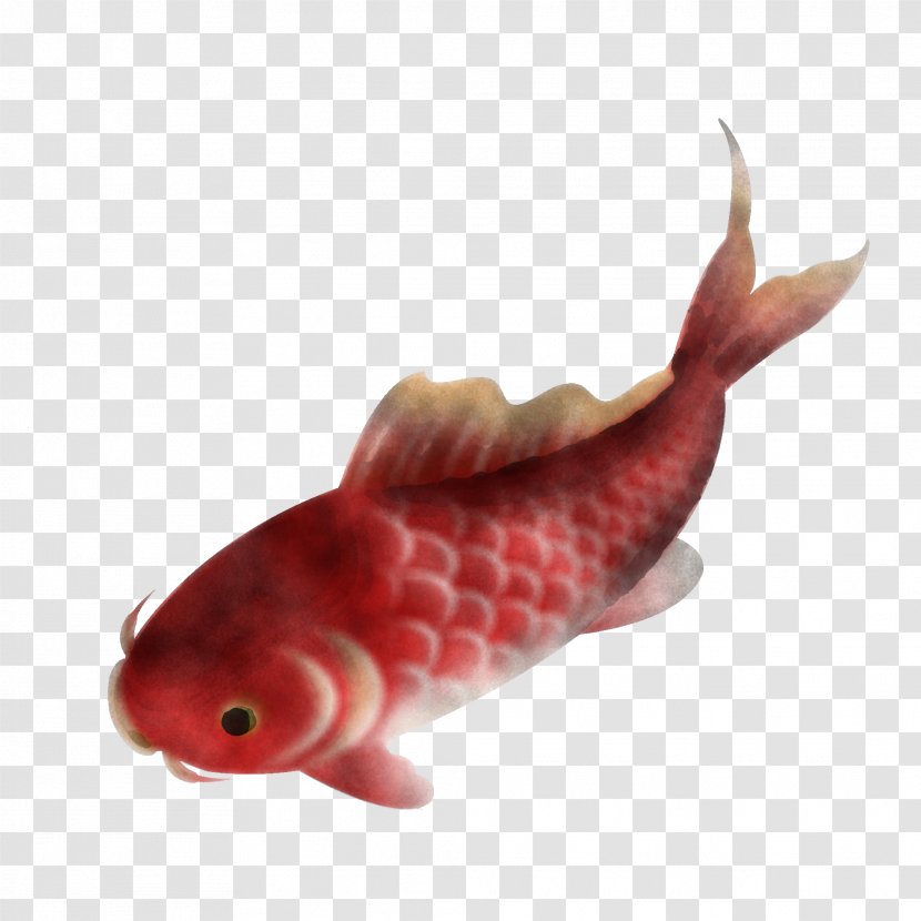 Fish Tail Carp Transparent PNG