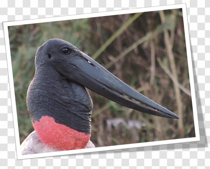 Beak Fauna - Bird Transparent PNG