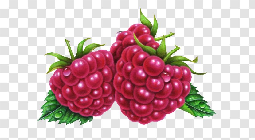 Raspberry Fruit Boysenberry Illustration - Plant - Hand-painted Purple Raspberries Transparent PNG