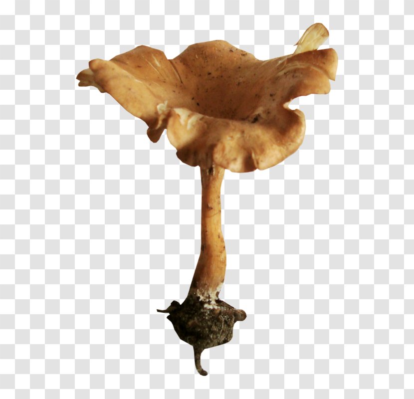 Edible Mushroom Fungus Clip Art Transparent PNG