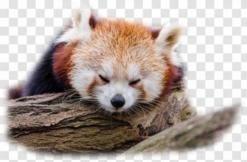 Red Panda Giant Brown Bear - California Sea Lion Transparent PNG