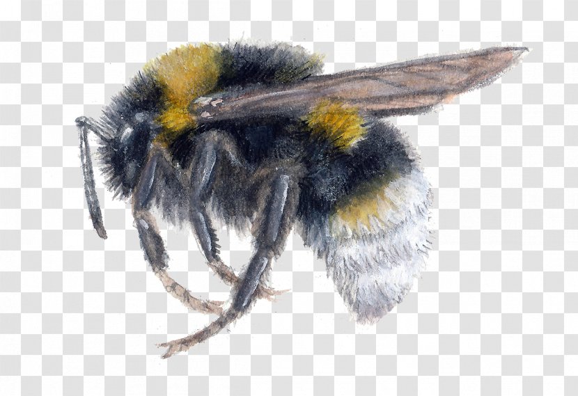 Bumblebee Insect Bombus Vestalis Honey Bee - Membrane Winged - BUMBLEBEE Transparent PNG