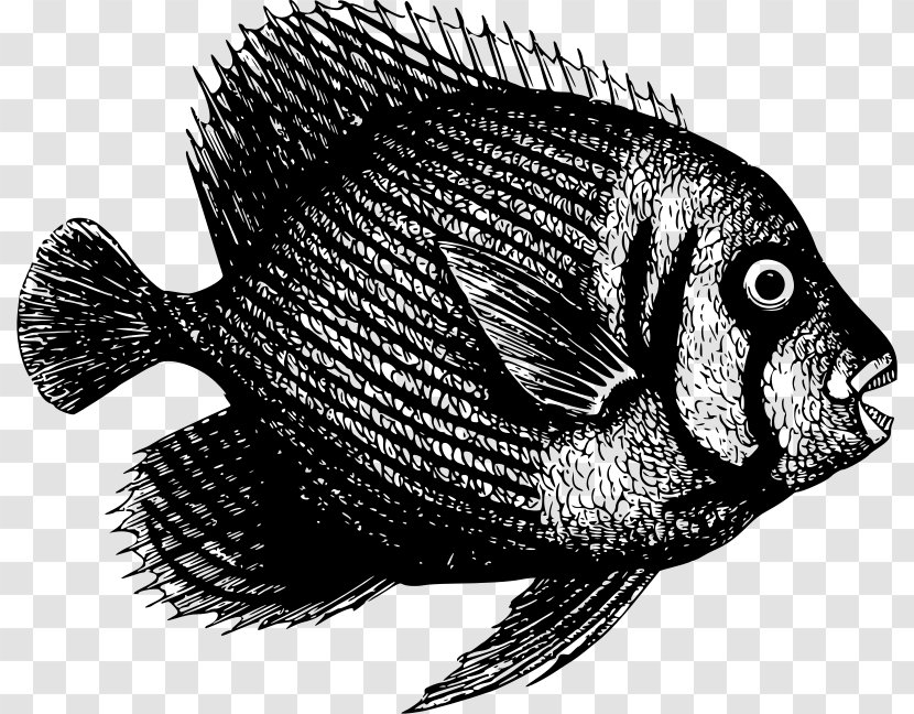Fish Tilapia - Marine Biology - Nine Transparent PNG