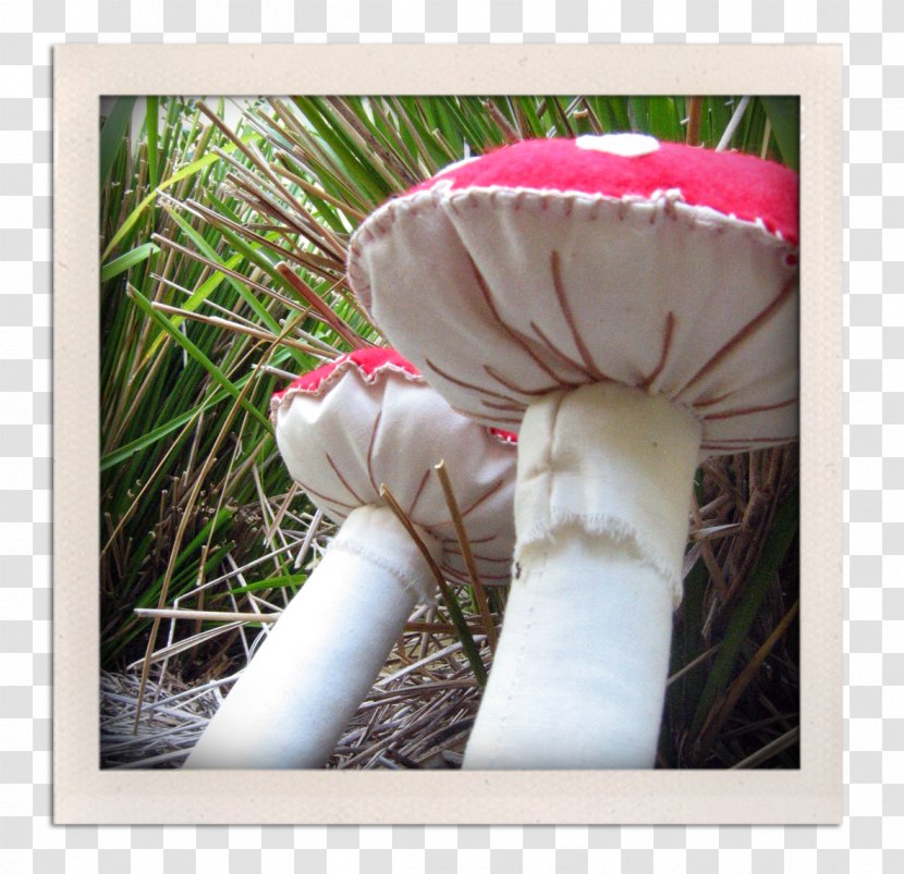 Agaricaceae - Grass - Toadstools Transparent PNG