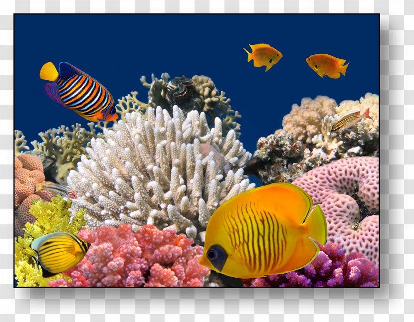 Red Sea Bligh Water Coral Reef Underwater Transparent PNG