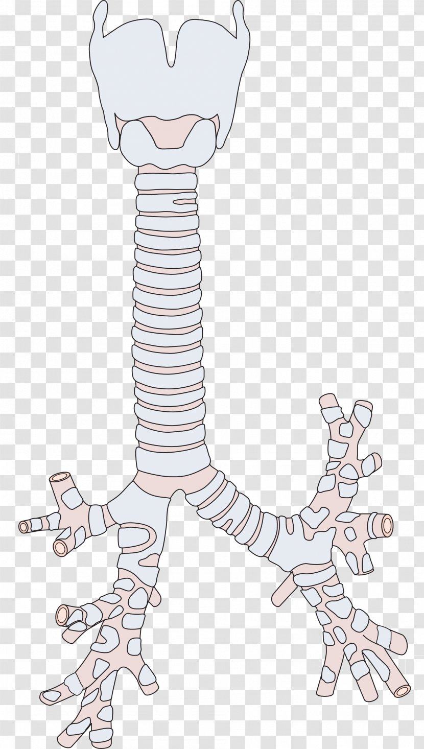 Bronchus Trachea Stridor Larynx Respiratory Tract - Frame - Lungs Transparent PNG