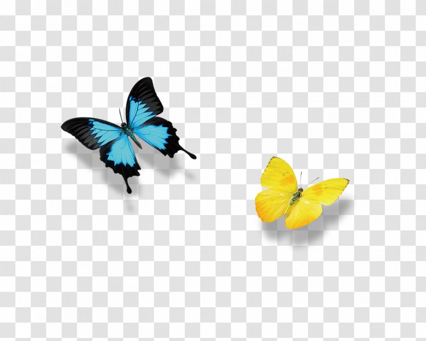 Blanket Bodybuilding Icon - Room - Two Exquisite Butterfly Transparent PNG
