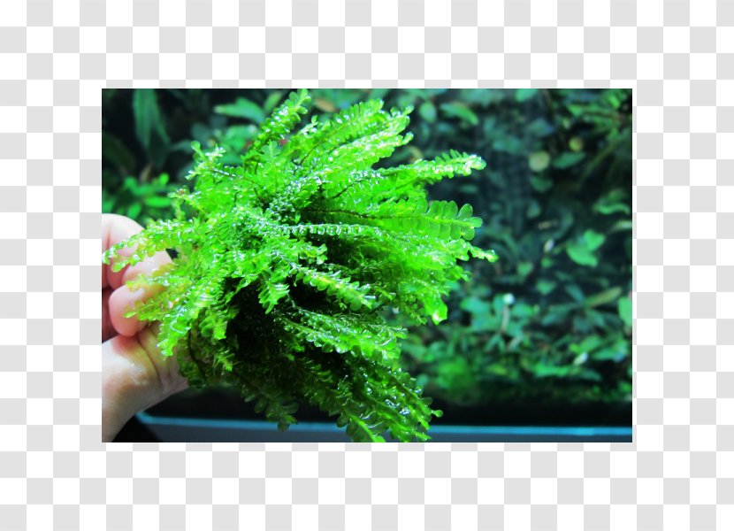 Plagiochila Integerrima Bryophyte Cameroon Plant - Moss Transparent PNG