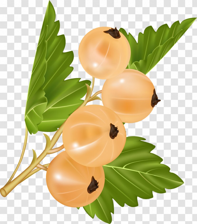 White Currant Blackcurrant Redcurrant Fruit - Berries Transparent PNG