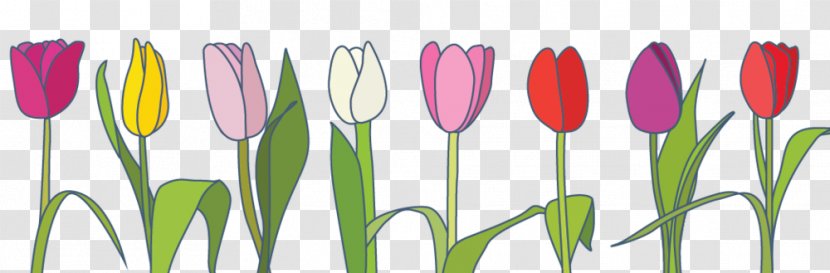 Tulip Clip Art Spring Bulb - Plant Stem Transparent PNG