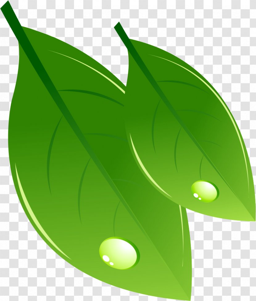 Illustration - Cartoon - Leaves Transparent PNG