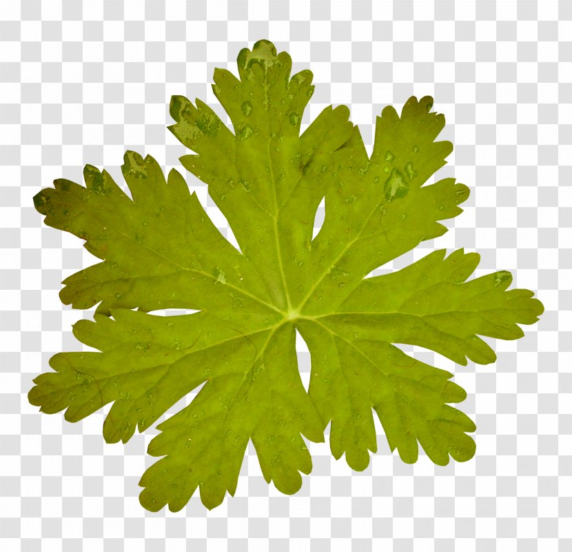 Leaf Autumn Clip Art - Pixel - Green Leaves Transparent PNG