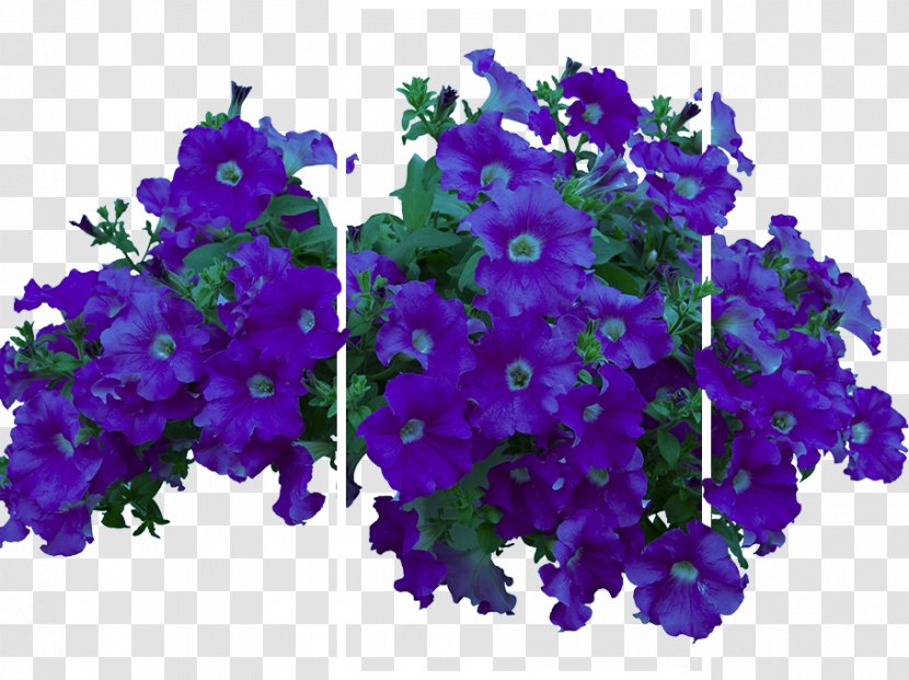 Flower Garden Plant Shrub Vine - Delphinium Transparent PNG