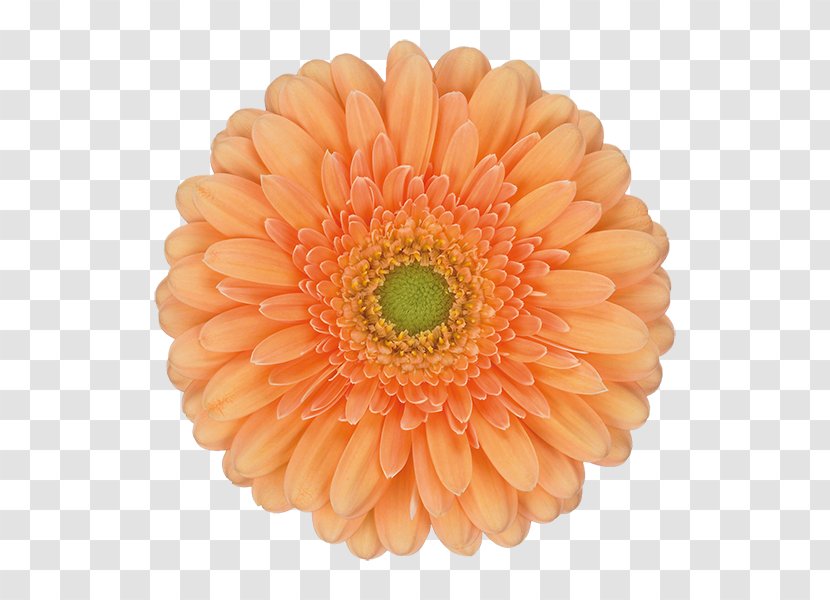 Transvaal Daisy Cut Flowers Family Orange - Flower Transparent PNG