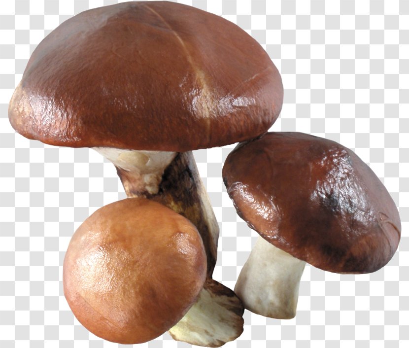 Fungus Mushroom Clip Art - Sporocarp Transparent PNG