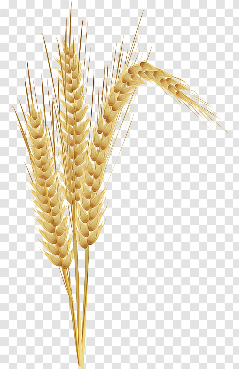 Wheat - Whole Grain - Barley Elymus Repens Transparent PNG