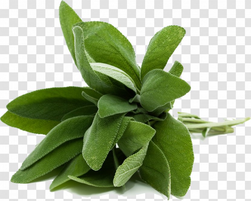 Common Sage Herb Mediterranean Cuisine Food Cooking - Sesame Oil Transparent PNG