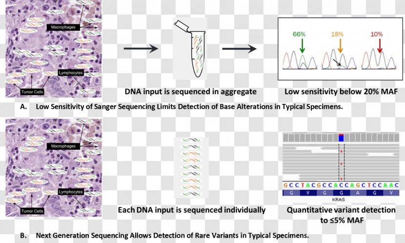 Massive Parallel Sequencing DNA Cancer Genome Sanger - Technology - Variant Cell Transparent PNG
