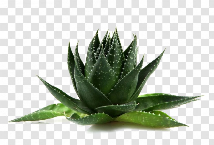 Agave Aloe Vera Flowerpot Transparent PNG