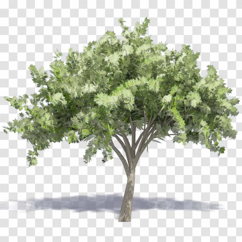 Tree Drawing - Branch Transparent PNG