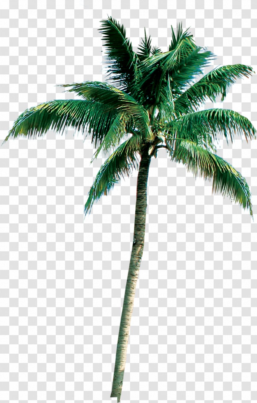 Palm Trees Coconut Clip Art Roystonea Regia - Manzanita Branches Wholesale Transparent PNG