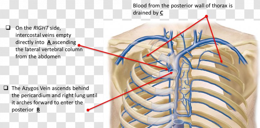 Subclavian Vein Artery Brachiocephalic Common Iliac - Frame - Cartoon Transparent PNG