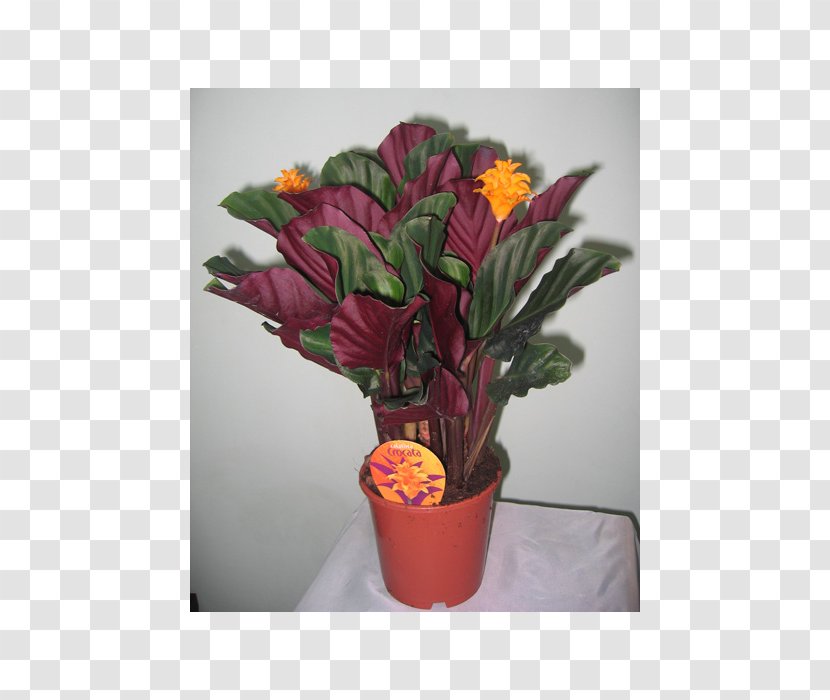 Floral Design Houseplant Flower Calathea Veitchiana - Flowering Plant Transparent PNG