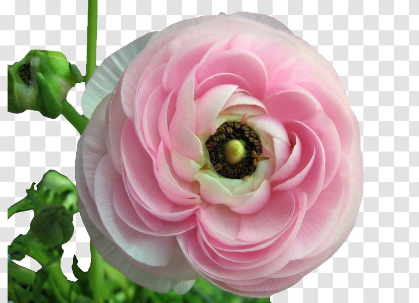 Ranunculus Asiaticus Meadow Buttercup Flower Seed Perennial Plant - Artificial - A Pink Peony Transparent PNG
