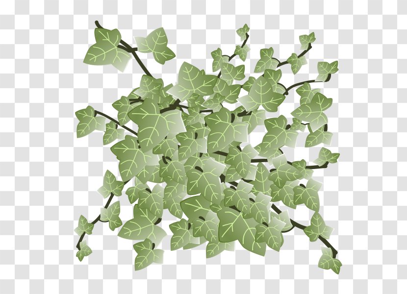 Spring Greens Leaf Vegetable Transparent PNG