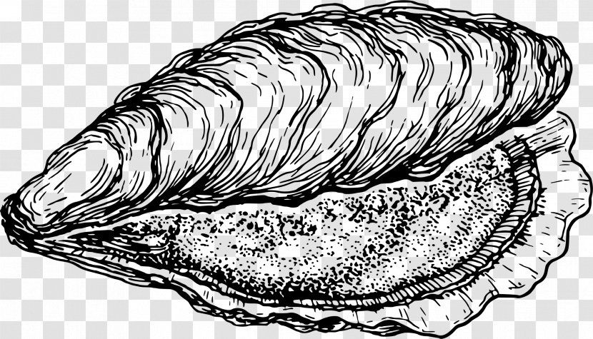 Oyster Clam Drawing Seashell Clip Art - Draw Transparent PNG