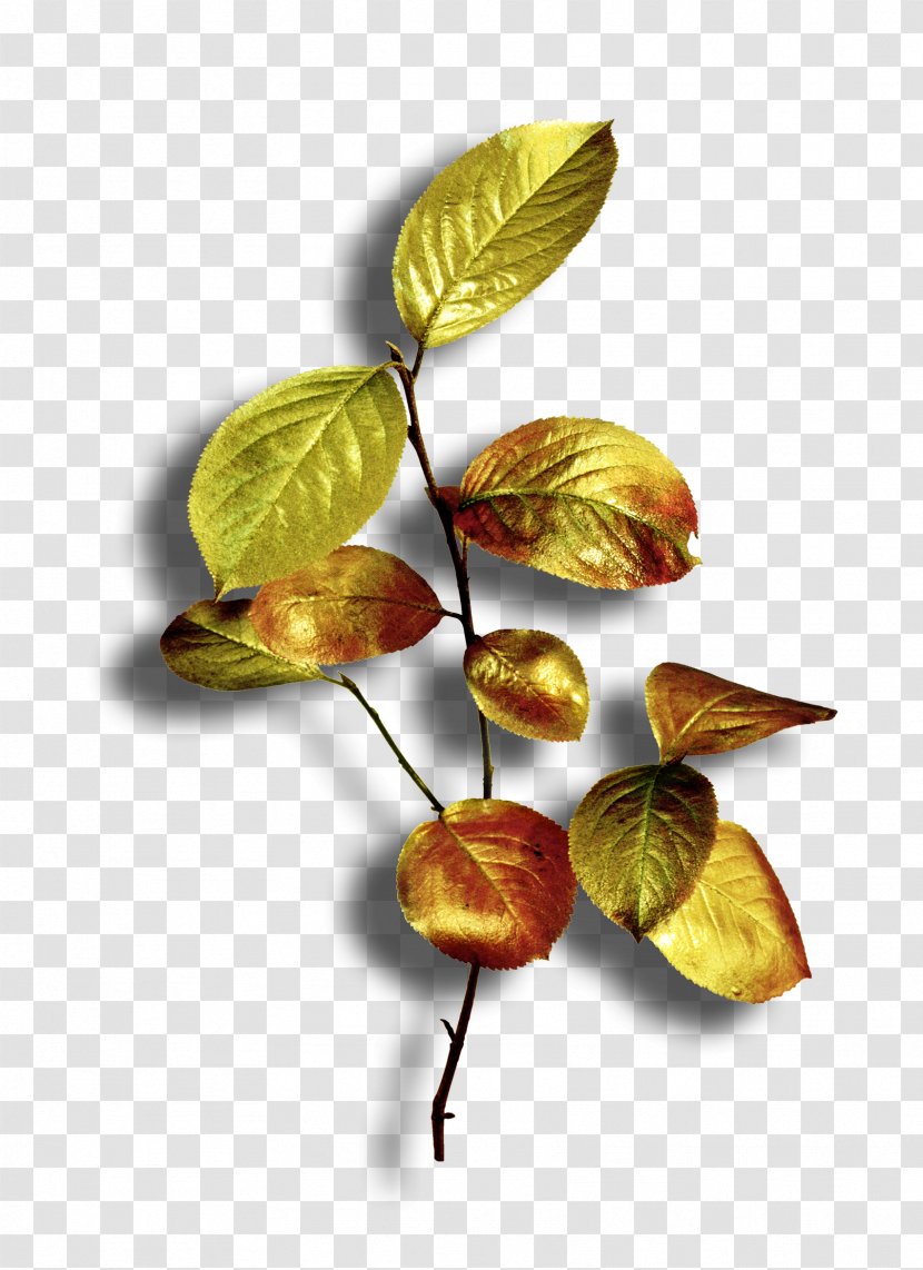 Leaf Plant Transparent PNG