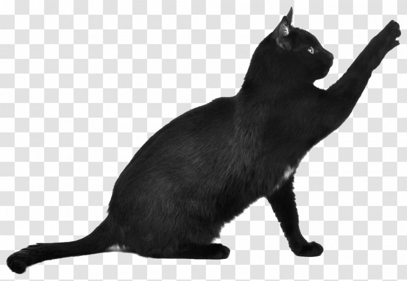 Bengal Cat Kitten Scottish Fold Toyger Black - Fur Transparent PNG