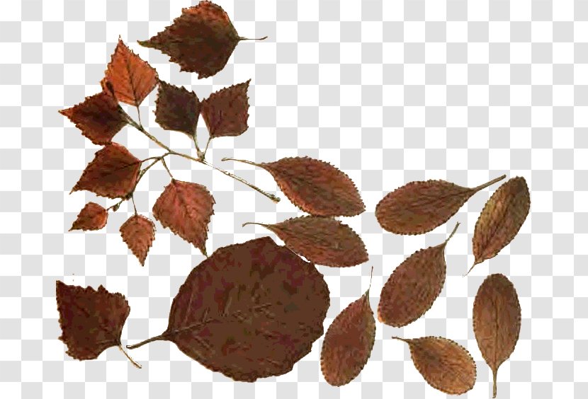 Stock Photography Leaf Portrait - Grupo Transparent PNG