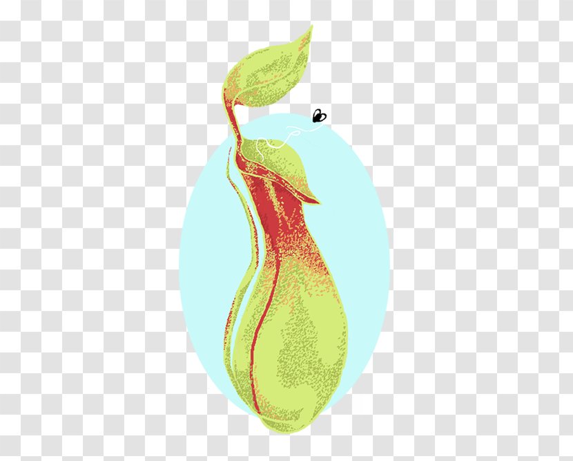 Pear Fruit - Plant - Pitcher Transparent PNG