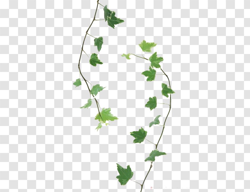 Twig Leaf Branch Drawing - Plant Stem - سكرابز رمضان Transparent PNG