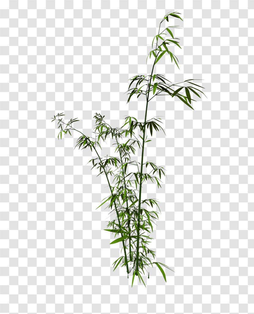 Bamboo Download Clip Art - Grass - Tree Transparent PNG