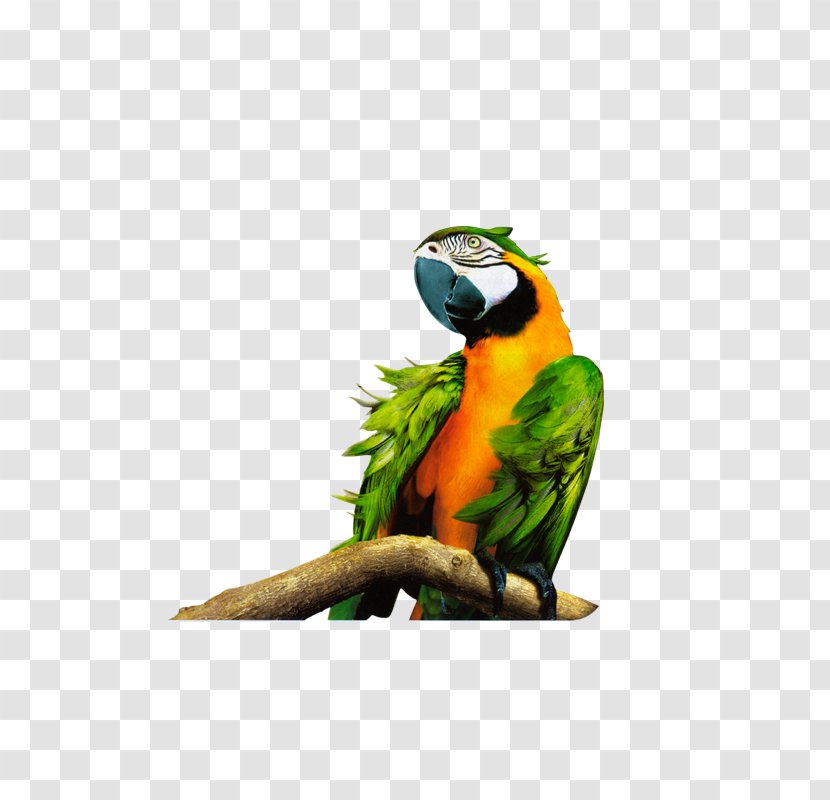 Parrot Bird Macaw 1080p High-definition Television - Perico - On Tree Branch Transparent PNG