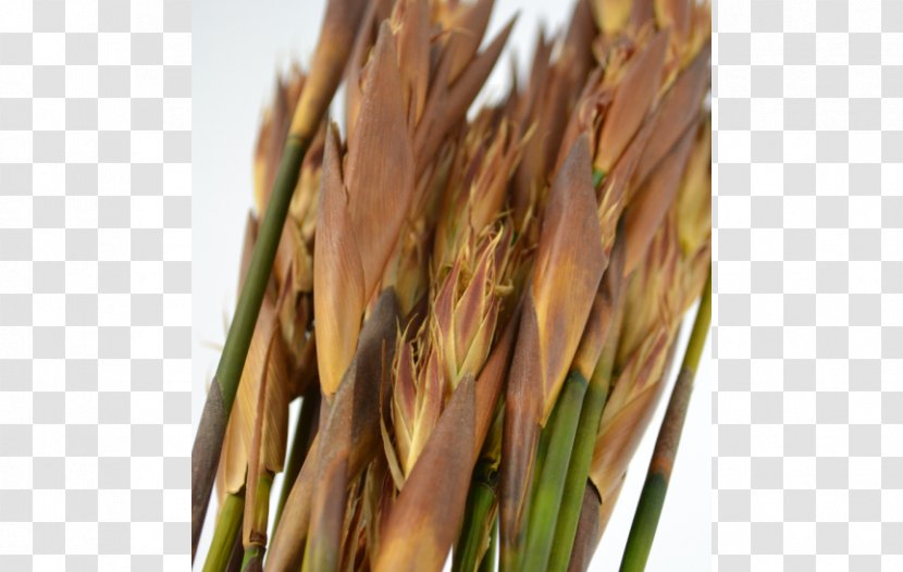 Emmer Spelt Common Wheat - Grass Family - Gras Transparent PNG