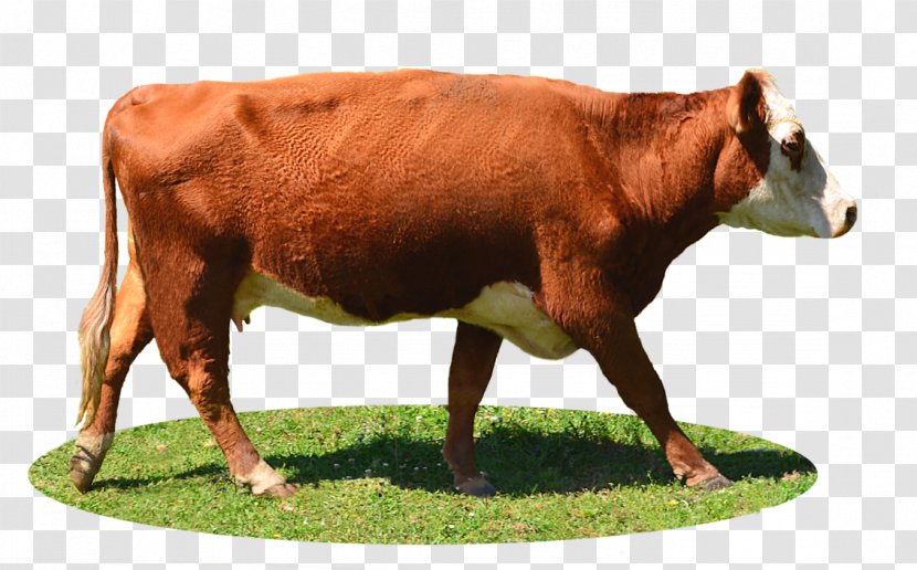 Limousin Cattle Highland Holstein Friesian Calf - Aurochs - Share Transparent PNG