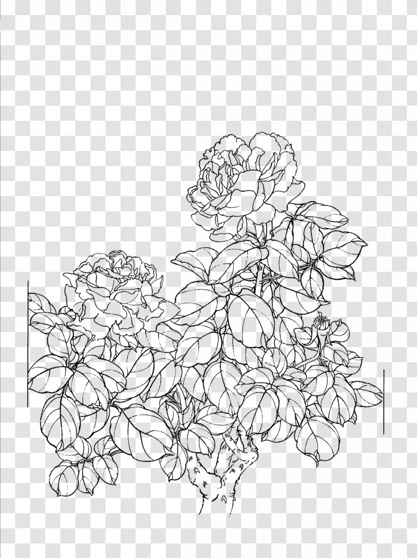 Drawing Line Art - Peony Flower Transparent PNG