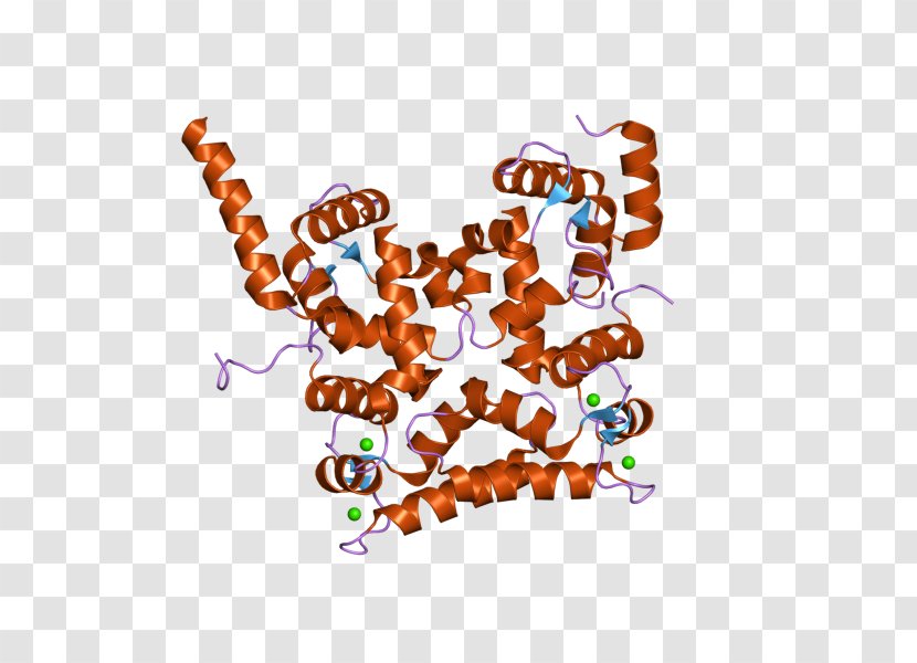 Calcineurin B Homologous Protein 1 Gene Calcium - Animal - Brand Transparent PNG